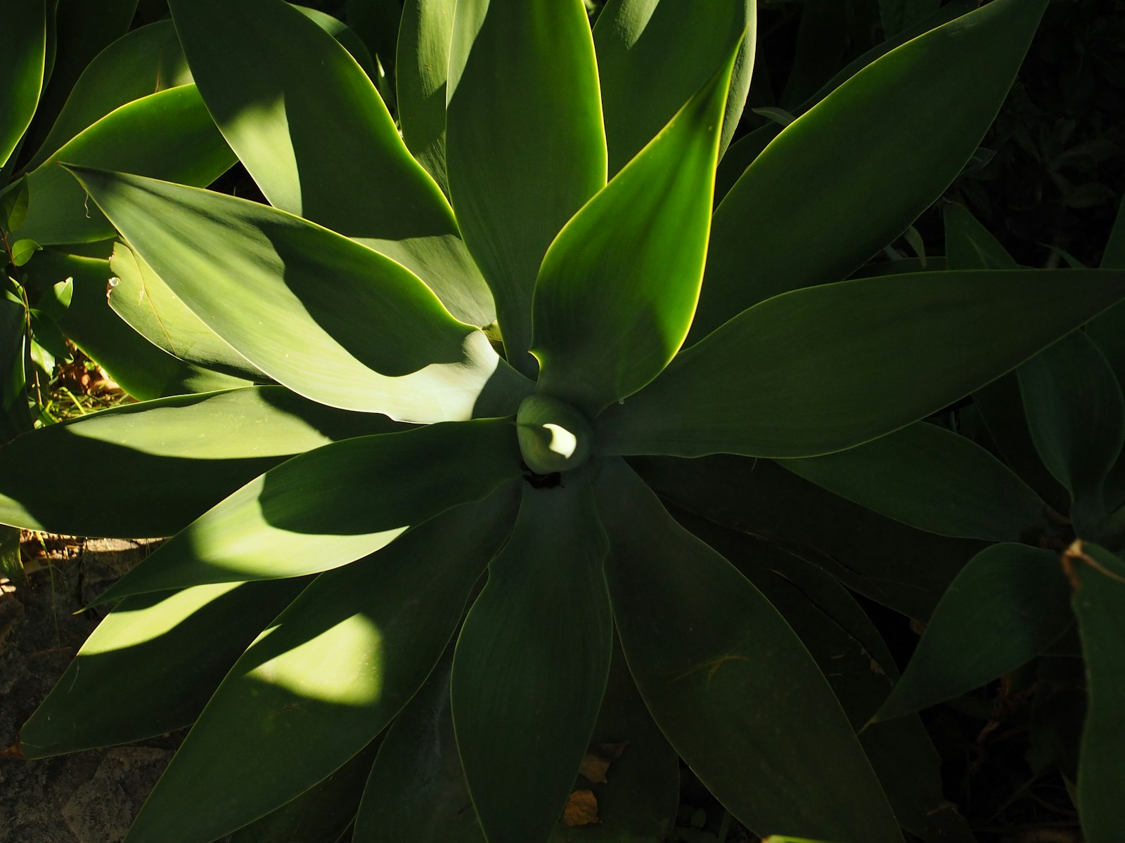 Close-up of agave leaves catching late-afternoon Arizona light.