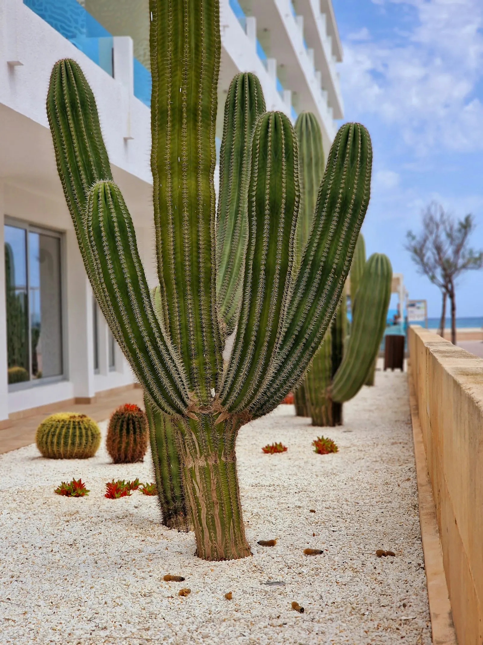 Decomposed-granite walkway lined with assorted cacti and desert succulents.