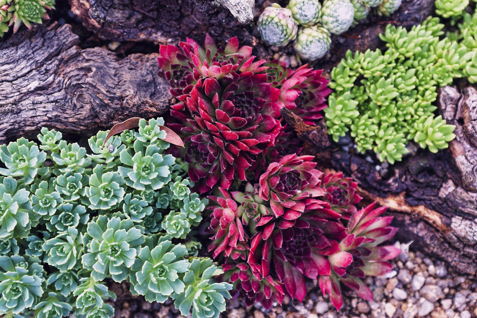Mixed succulent bed with hardwood mulch on the shaded side of a Goodyear home.